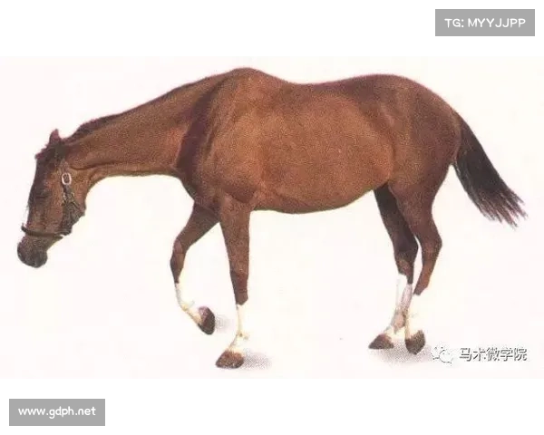 马的脚趾结构与演化特点分析及其对马匹运动能力的影响 马的脚趾结构与演化特点分析及其对马匹运动能力的影响