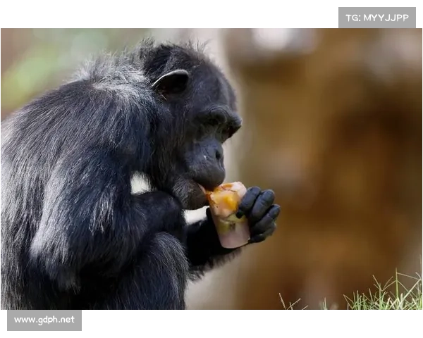 巴舒亚伊的语言能力揭秘 他能流利使用哪些语言